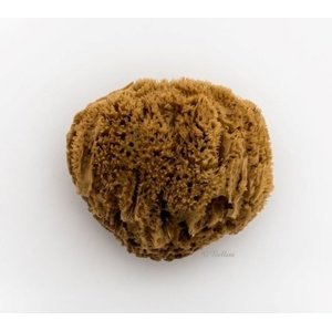 Bellini Mycí mořská houba karibská minerální Velikost: 11-12 cm